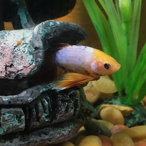 Meet the Posher Other - Meet your Posher, Joyce